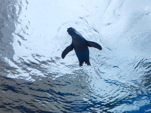 Flying Penguins in Tokyo: Visit Sunshine Aquarium