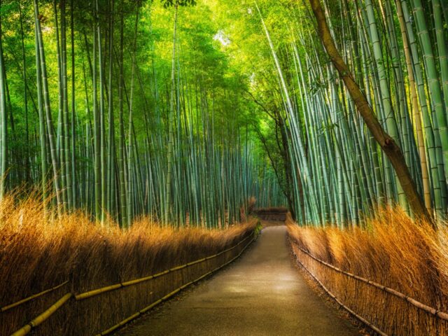 Arashiyama Bamboo Grove