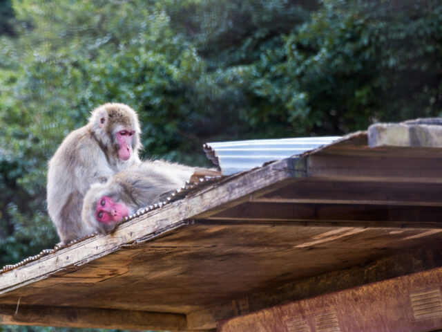 Arashiyama Monkey Park Iwatayama