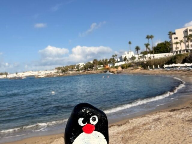 #712 – Palm Tree, Paphos, Cyprus 