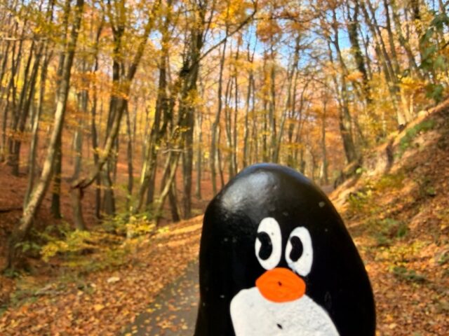 #859 – Tree on Trail, The Little Carpathians, Slovakia