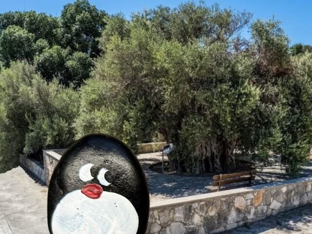 #899 – Ancient Olive Tree of Avdimou, Avdimou, Cyprus