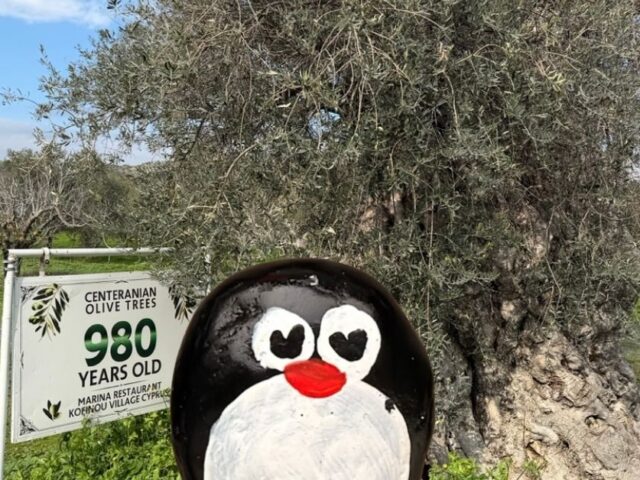 #981 – Centenarian Olive Tree, Kofinou, Cyprus