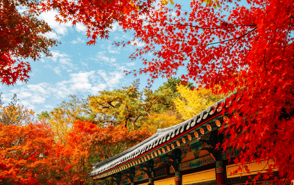 South Korea in Autumn: Why Fall Is the Best Time to Visit