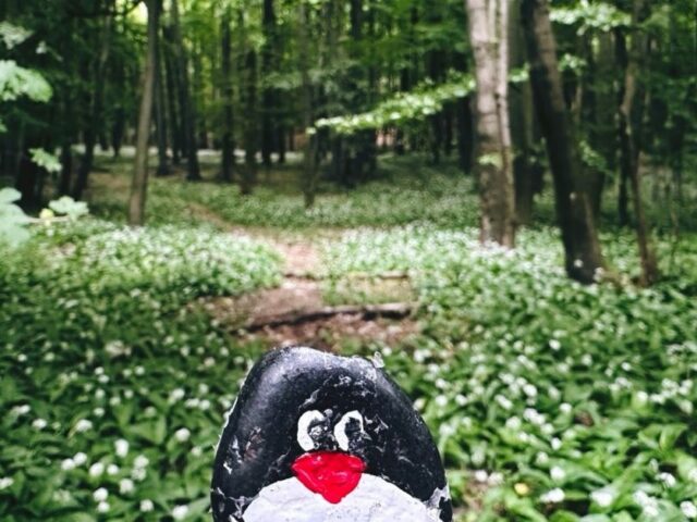 #455 – Zaruby Sedlo, Little Carpathians, Slovakia