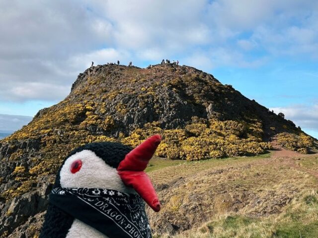 Waddling Up Arthur’s Seat Where Nature Meets Legend