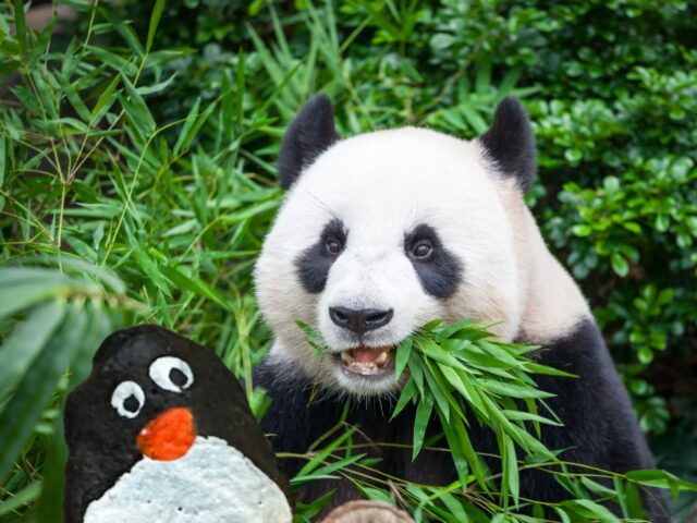 #366 – Chongging Zoo, Chongging, China