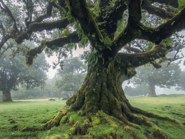 The Magical Realm of Fanal Forest