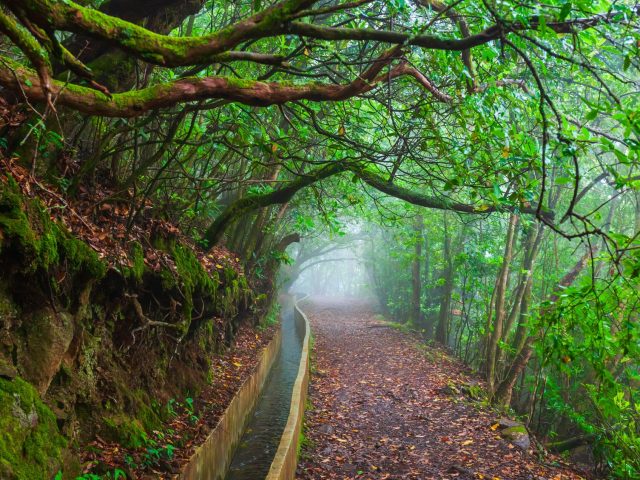 Madeira’s Captivating Levadas: A Hiker’s Paradise