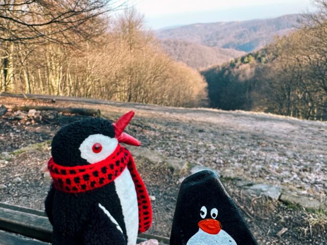 #296 – Tree in the forest, Little Carpathians, Slovakia
