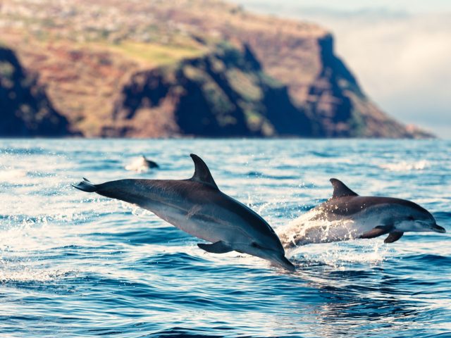 Madeira 7-Day Itinerary 
