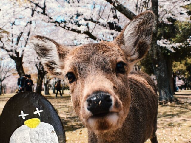 #41 – Nara Deer Park, Nara, Japan