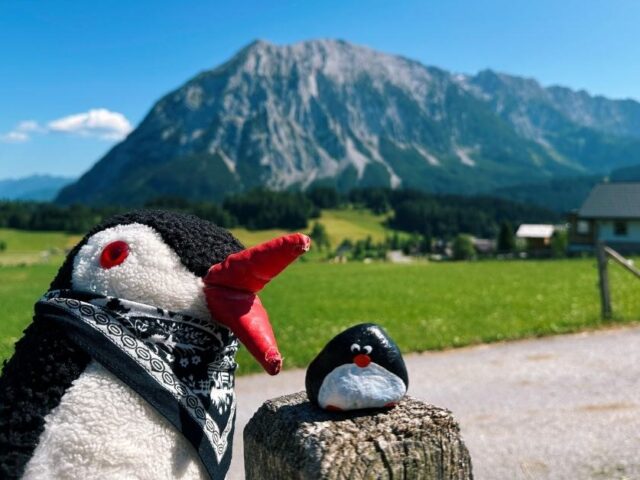 #621 – Trees, Tauplitz, Austria