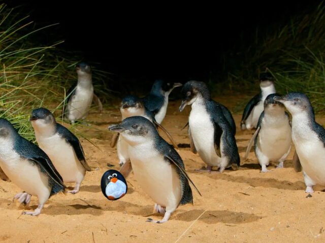 #619 – Phillip Island, Melbourne, Australia