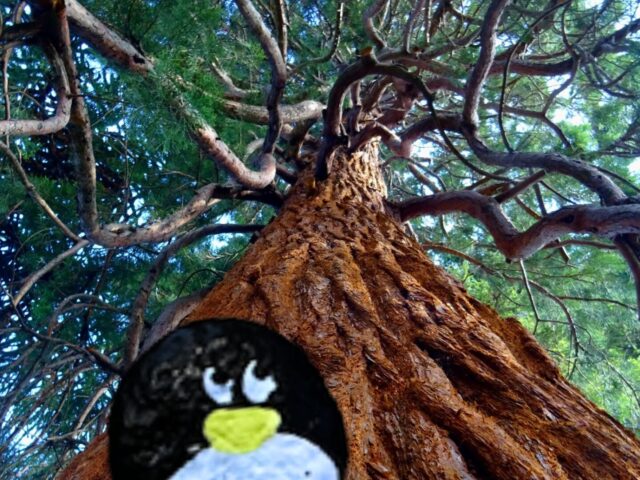 #565 – The Redwoods Otways, Victoria, Australia