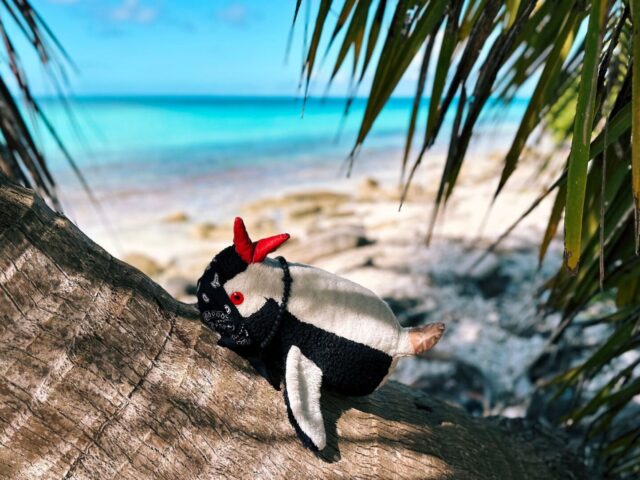 Saona Island, the Ultimate Caribbean Paradise 