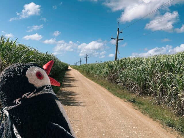 The Sugar Plantations of the Dominican Republic