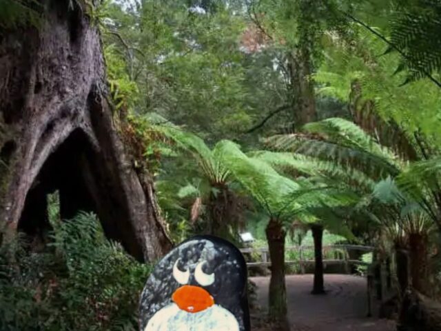#625 – Maits Rest Rainforest Walk, Victoria, Australia 